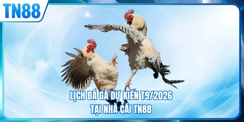 Lịch đá gà dự kiến T9/2026 tại nhà cái TN88
